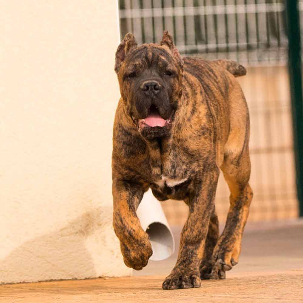 buy cane corso in lyon and for sane cane corso puppies in Lyon France