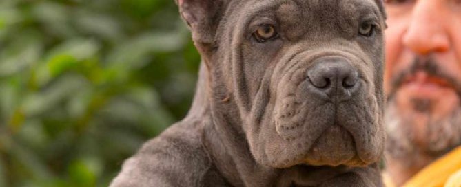 buy cane corso in lyon and for sane cane corso puppies in Lyon France2