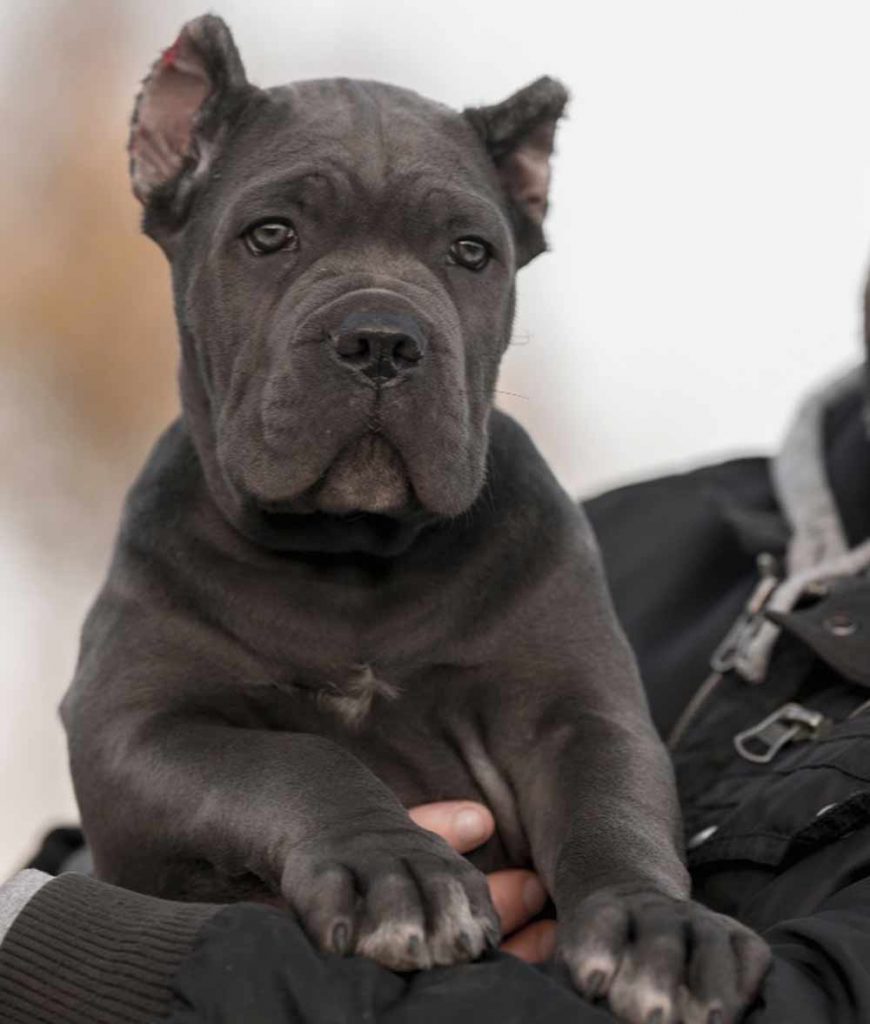 buy cane corso in lyon and for sane cane corso puppies in Lyon France3