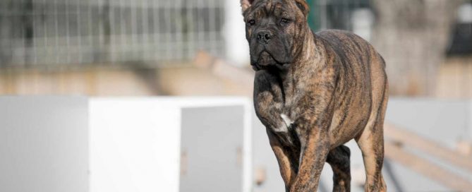 buy cane corso in mississauga Ontario and cane corso puppies for sale in Canada Mississauga