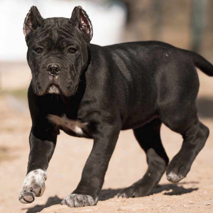 buy cane corso in mississauga Ontario and cane corso puppies for sale in Canada Mississauga1