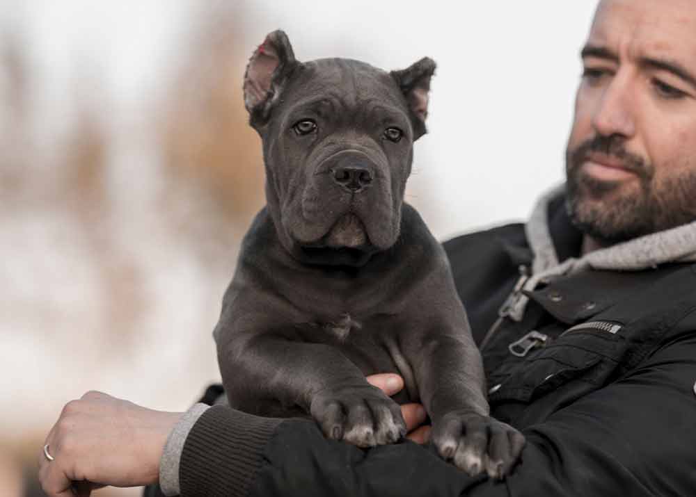buy cane corso in mississauga Ontario and cane corso puppies for sale in Canada Mississauga3