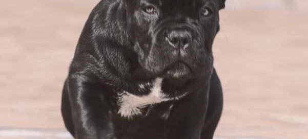 buy cane corso in shanghai 在上海購買Cane Corso並在中國銷售Cane Corso幼犬3