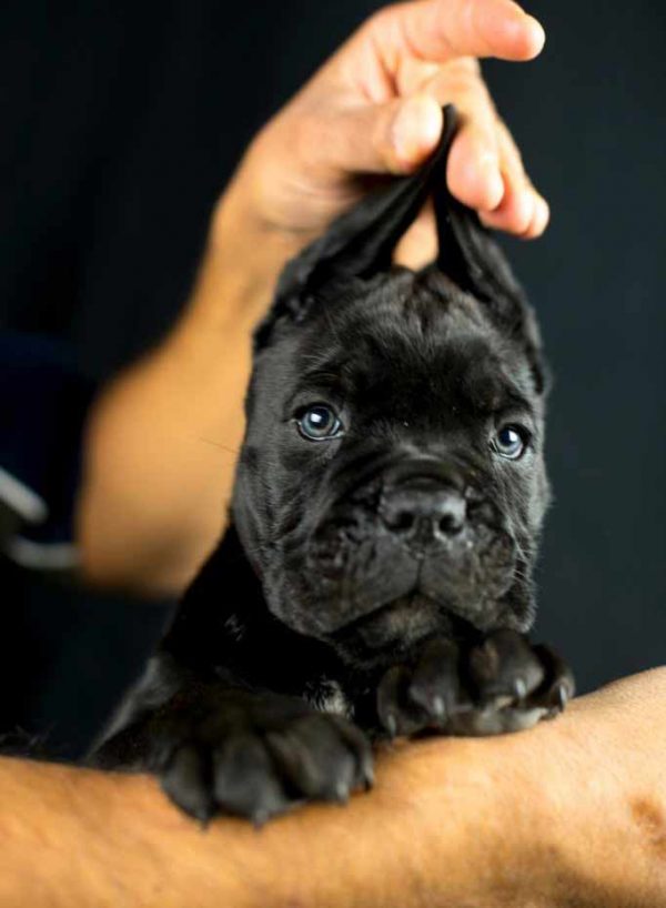 buy cane corso in sheffield and for sale puppies in England Cane