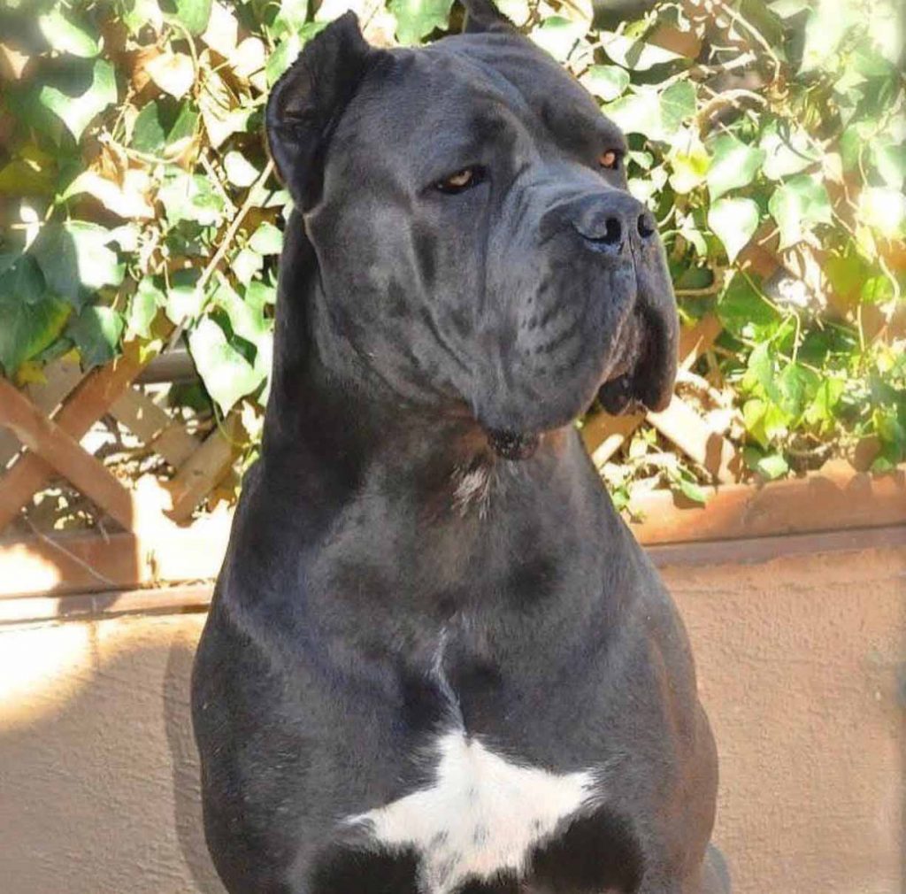 buy cane corso in sheffield and for sale puppies in