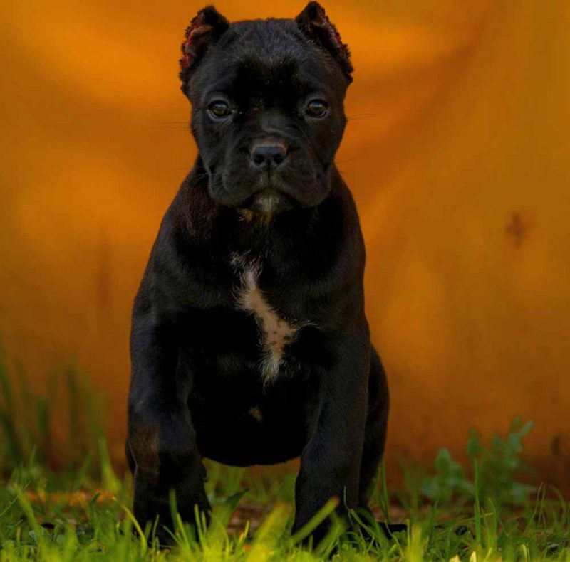 buy cane corso in sheffield and for sale puppies in England Cane