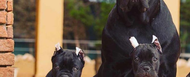 buy cane corso in stuttgart Germany rietcorso en rietcorsopuppies kopen in Stutgard Duitsland3