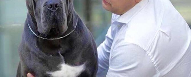buy cane corso in xián china and sale of cane corso xián china puppies 在中国西安购买甘蔗corso和出售中国甘蔗corso幼犬 Zài zhōngguó xī'ān gòumǎi gānzhè corso hé chūshòu zhōngguó gānzhè2
