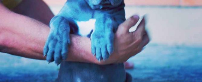 buy corso in Oklahoma USA and for sale cane corso puppies in Oklahoma USA