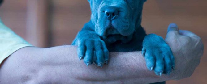 buy cane corso in united states usa