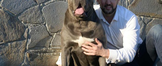 compra cane corso en Santo domingo Republica Dominicana y venta de los mejores cachorros de cane corso2