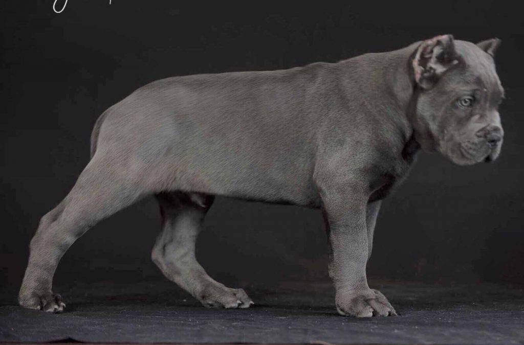 comprar cane corso en Bogota Colombia y venta de cachorros de cane corso en Bogota Colombia1