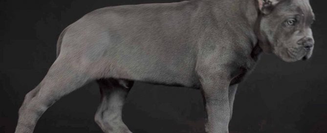 comprar cane corso en Bogota Colombia y venta de cachorros de cane corso en Bogota Colombia1