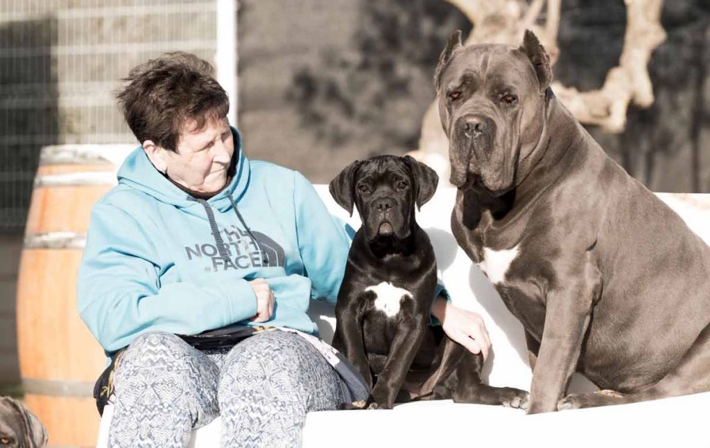comprar cane corso en Bogota Colombia y venta de cachorros de cane corso en Bogota Colombia3