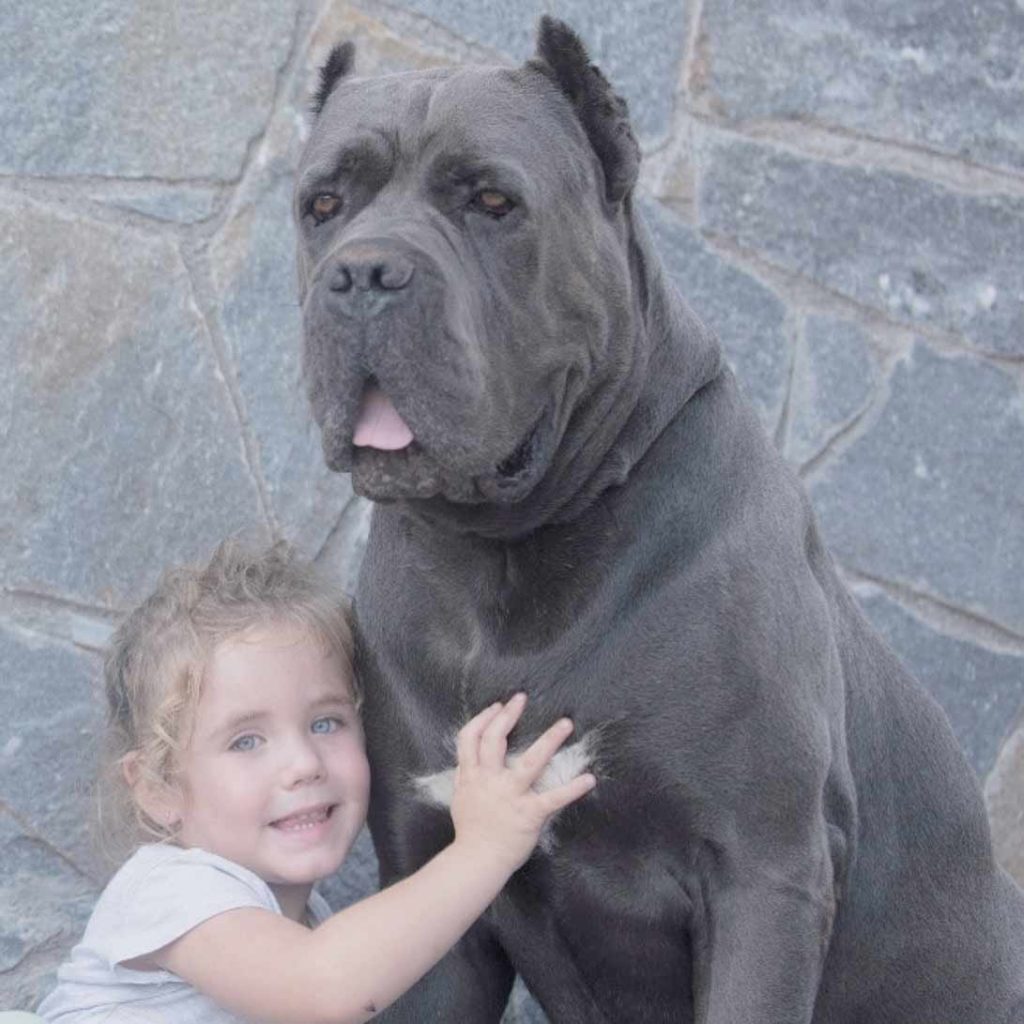 comprar cane corso en Bolivia y venta de cane corso en La paz Bolivia3
