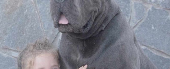 comprar cane corso en Bolivia y venta de cane corso en La paz Bolivia3