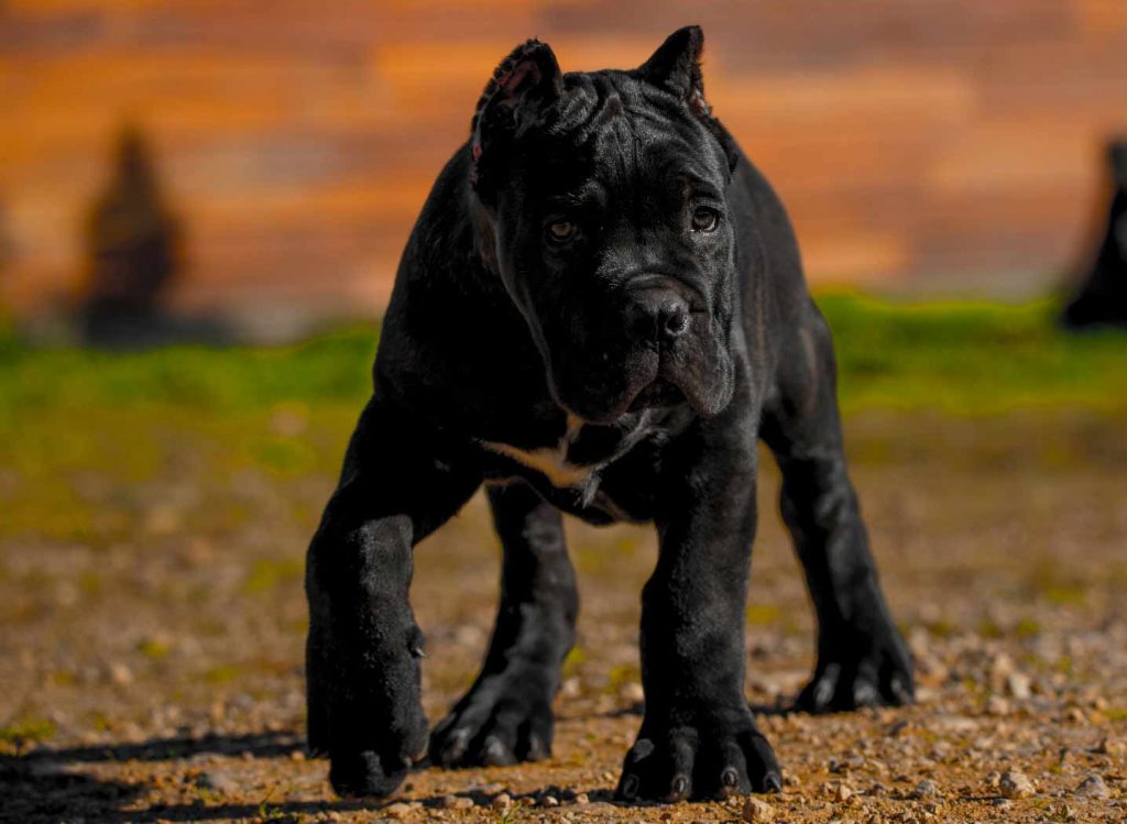 comprar cane corso en Caracas Venezuela y venta de cachorros de Cane corso1
