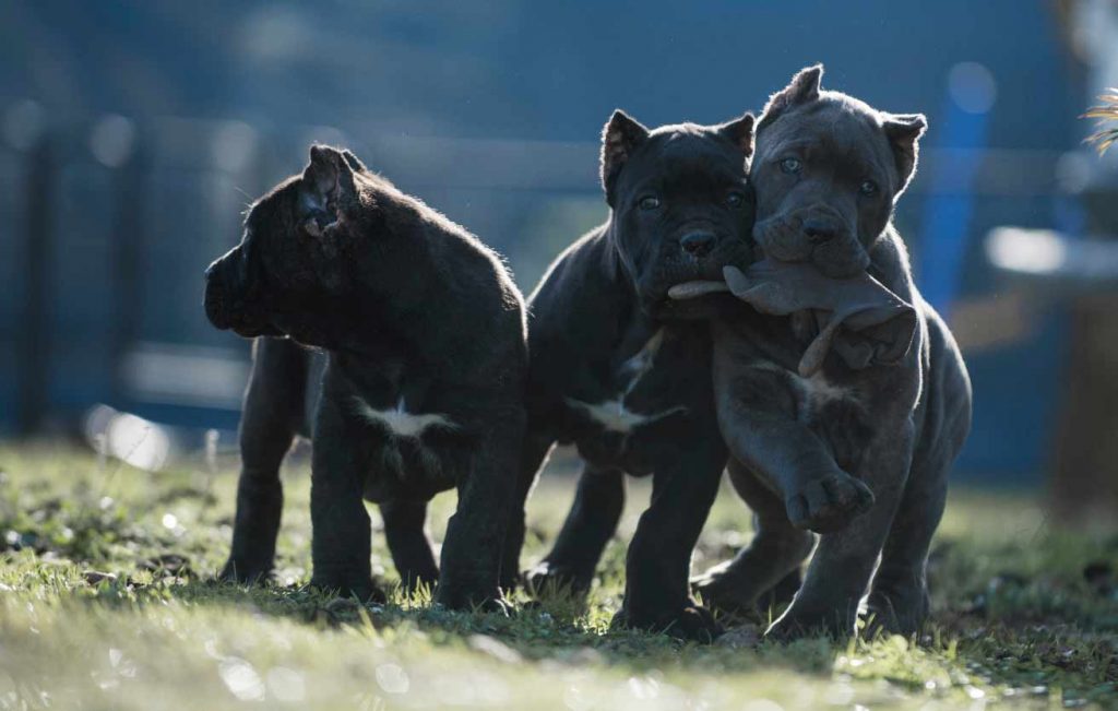 comprar cane corso en Caracas Venezuela y venta de cachorros de Cane corso2