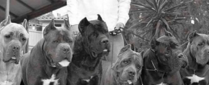 comprar cane corso en Caracas Venezuela y venta de cachorros de Cane corso3