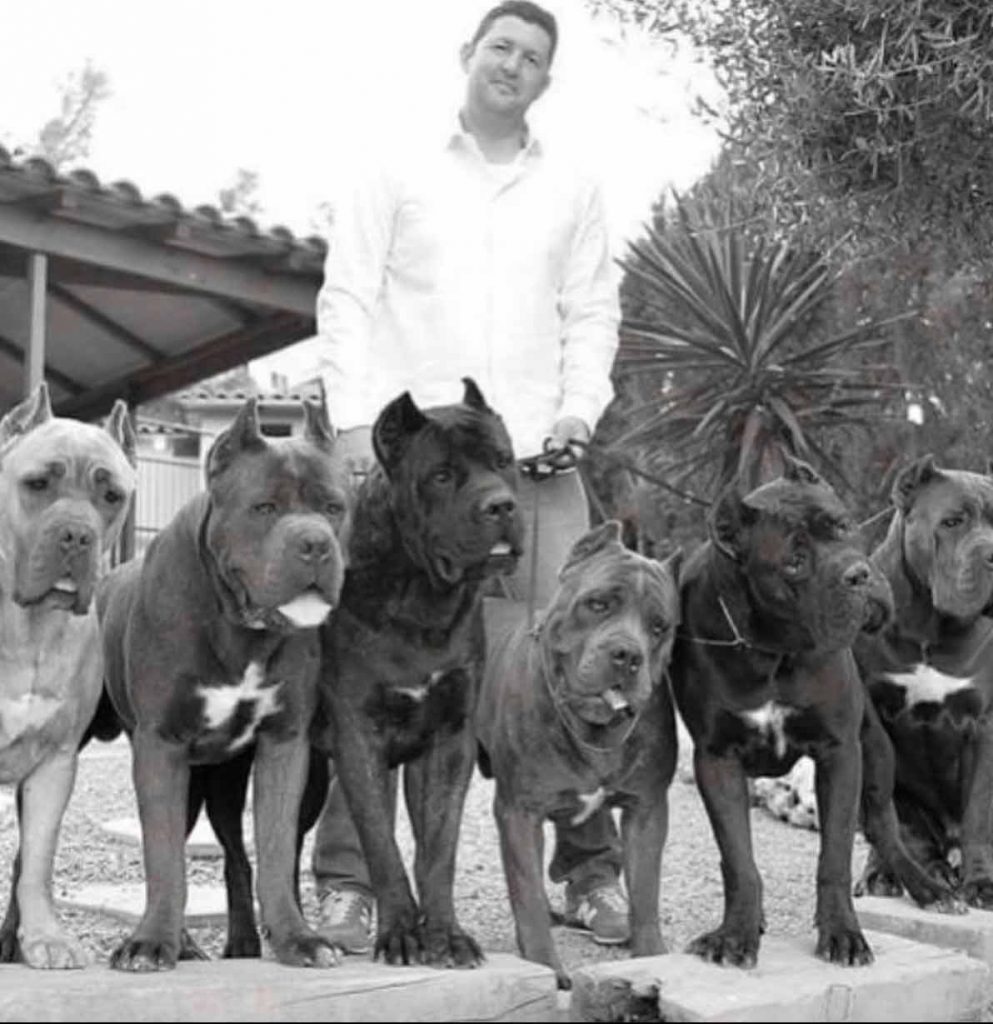comprar cane corso en Caracas Venezuela y venta de cachorros de Cane corso3