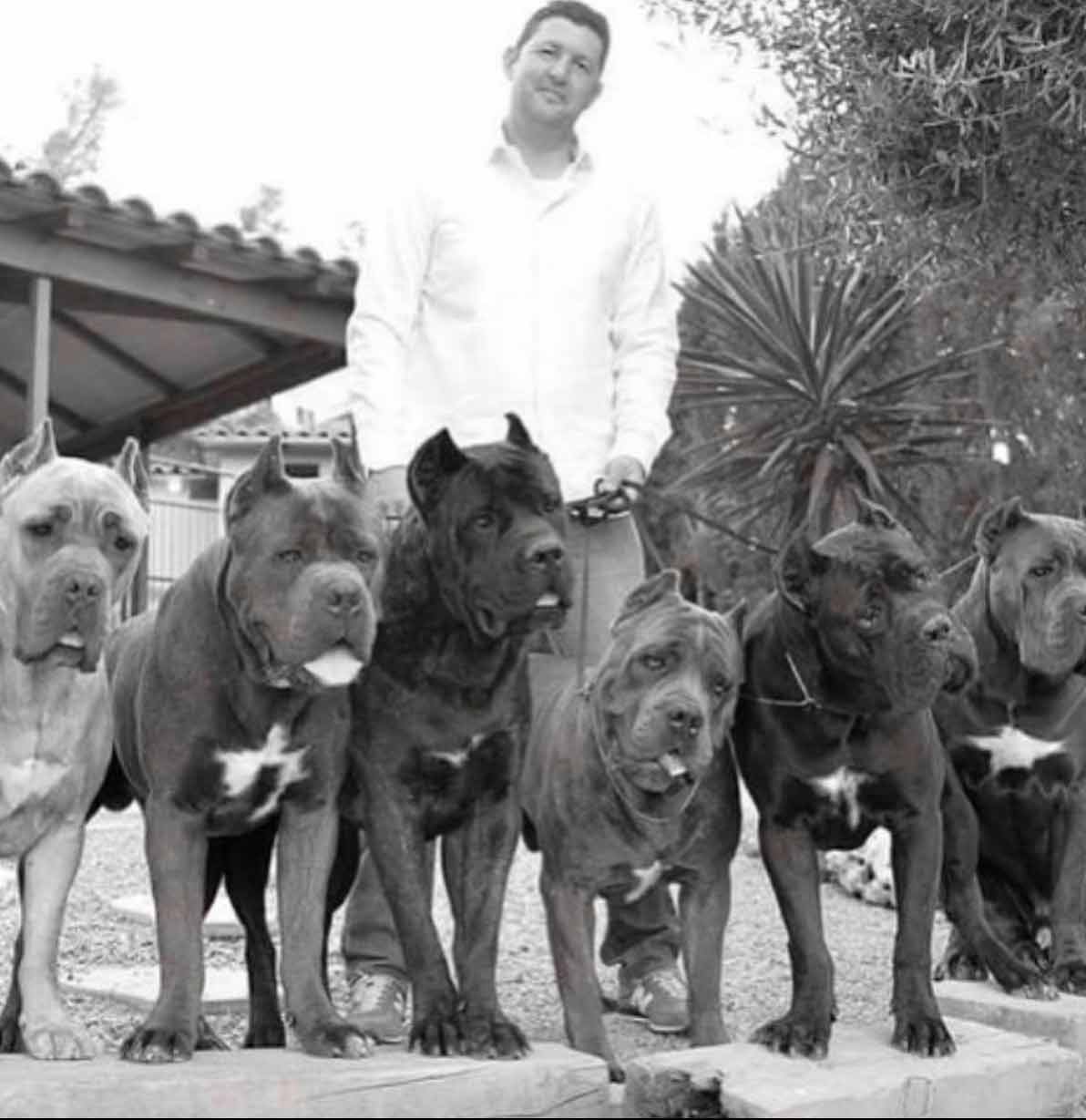 comprar cane corso en Caracas Venezuela y venta de cachorros de Cane corso3