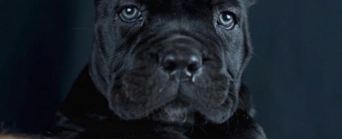 comprar cane corso en La Havana Cuba y Venta de cachorros de cane corso en La Havana Cuba4