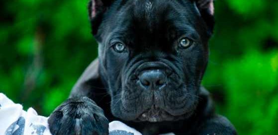 comprar cane corso en Madrid y venta de cachorros de cane corso