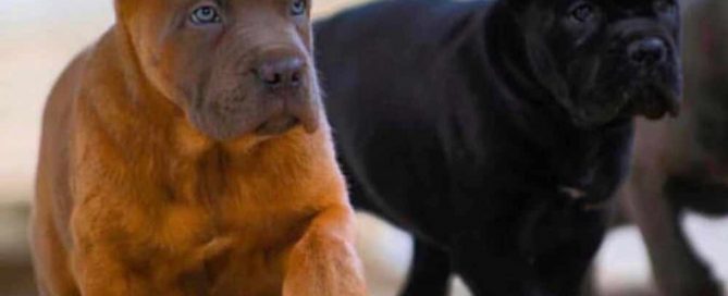 comprar cane corso en buenos aires Argentina y venta de cachorros de cane corso78