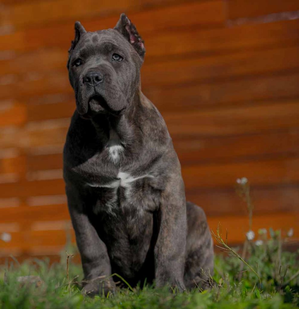 comprar cane corso en ciudad del carmen Mexico y venta de cachorros de cane corso