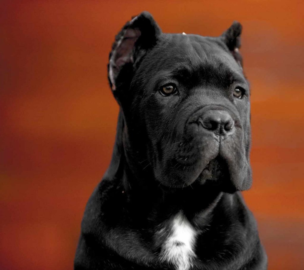 comprar cane corso en ciudad del carmen Mexico y venta de cachorros de cane corso1
