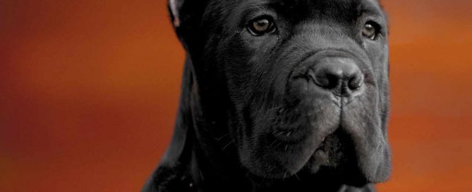 comprar cane corso en ciudad del carmen Mexico y venta de cachorros de cane corso1