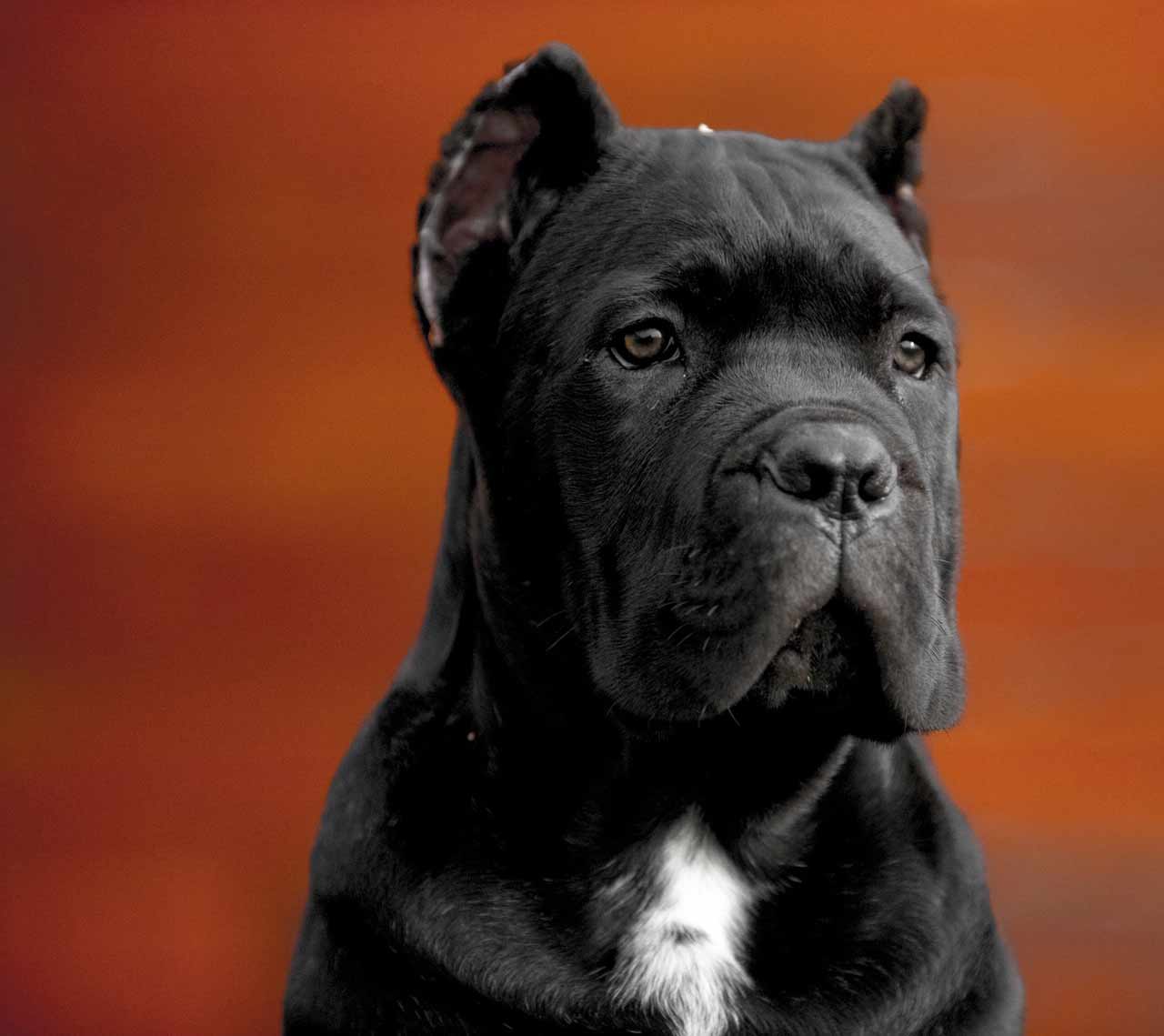 comprar cane corso en ciudad del carmen Mexico y venta de cachorros de cane corso1