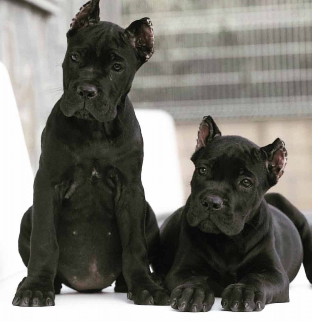 comprar cane corso en ciudad del carmen Mexico y venta de cachorros de cane corso3