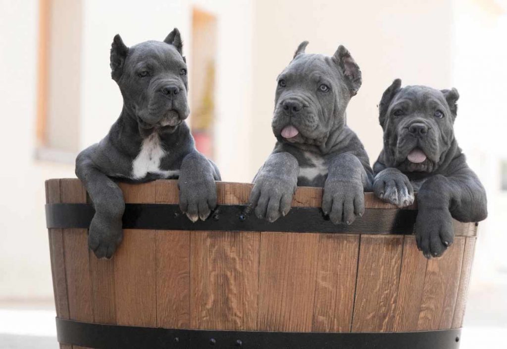 comprar cane corso en ciudad del carmen Mexico y venta de cachorros de cane corso4