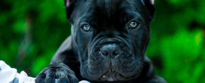 comprar cane corso en santiago de chile y venta de cachorros de cane corso en Chile2