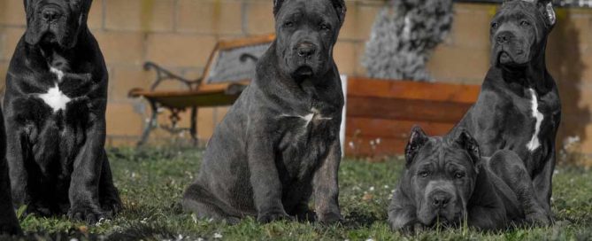 comprar cane corso y cachorros de cane corso en Maracaibo Venezuela2
