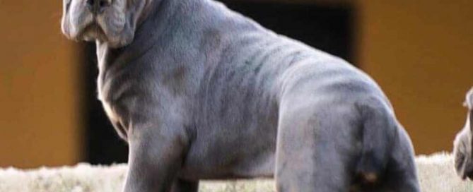 comprar cane corso y cachorros de cane corso en Medellin Colombia4