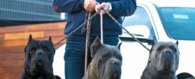 comprar cane corso y venta de cachorros de cane corso en Lima Peru Criadores de cancorso