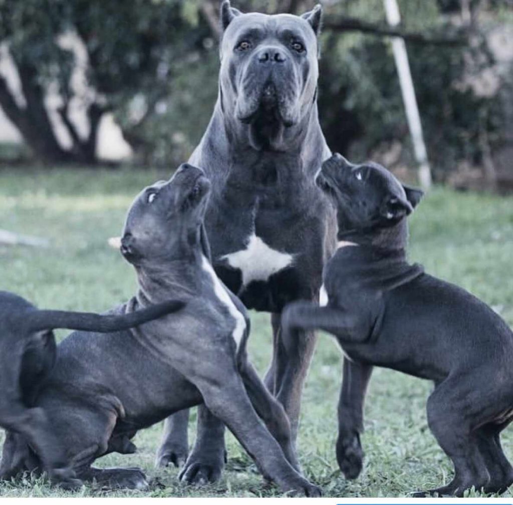 kaufen sie cane corso in berlin und verkaufen sie cane corso welpen in berlin1