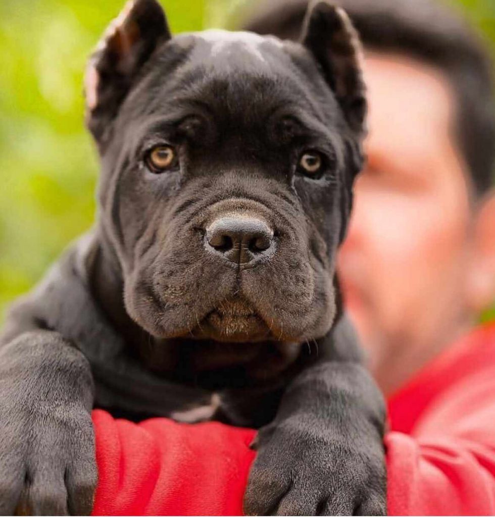 kaufen sie cane corso in berlin und verkaufen sie cane corso welpen in berlin2