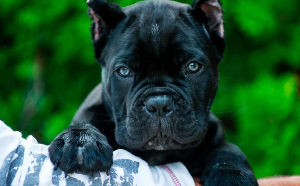 kaufen sie cane corso in berlin und verkaufen sie cane corso welpen in berlin4