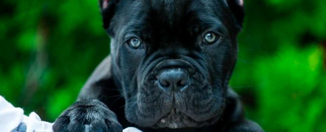 kaufen sie cane corso in berlin und verkaufen sie cane corso welpen in berlin4