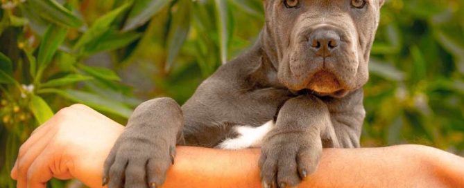 kaufen sie cane corso in frankfurt münchen und verkaufen sie cane corso welpen in frankfurt deutschland5