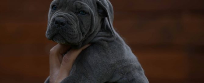 Buy cane corso in Minneapolis and Cane corso puppies in Minnesota1