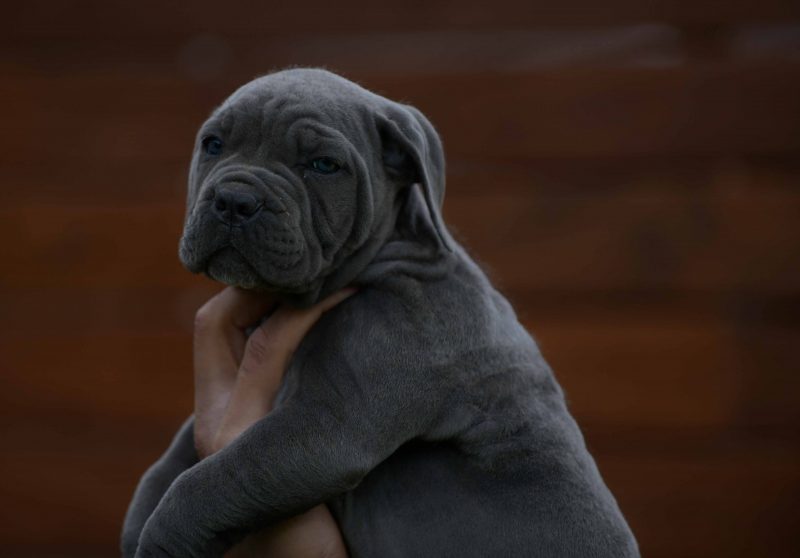 Buy cane corso in Minneapolis and Cane corso puppies in