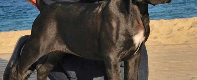 Como comprar un cachorro de cane corso desde el extrangero4