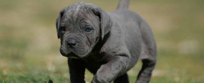 Comprar cachorro de cane corso en baja California y criadores de cane corso La Paz Mexico