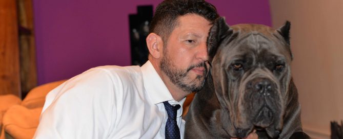 Comprar cachorros cane corso en Bilbao. Nos dedicamos a la venta de perros Cane Corso en el pais vasco3