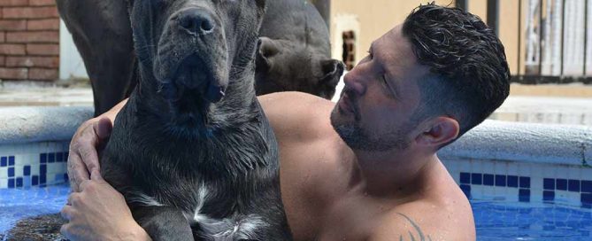 https://www.canecorsobarcelona.com/precio-perros-cane-corso-cachorros-en-venta-comprar.php