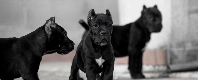 Comprar cachorros cane corso en Valencia. Nos dedicamos a la venta de perros Cane Corso en el Comunidad Valenciana5